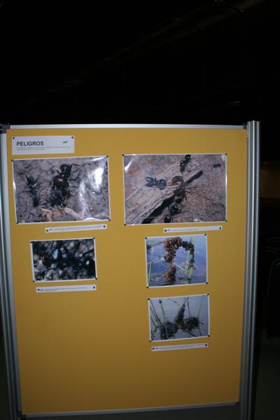 taxomara 2007 (67)
